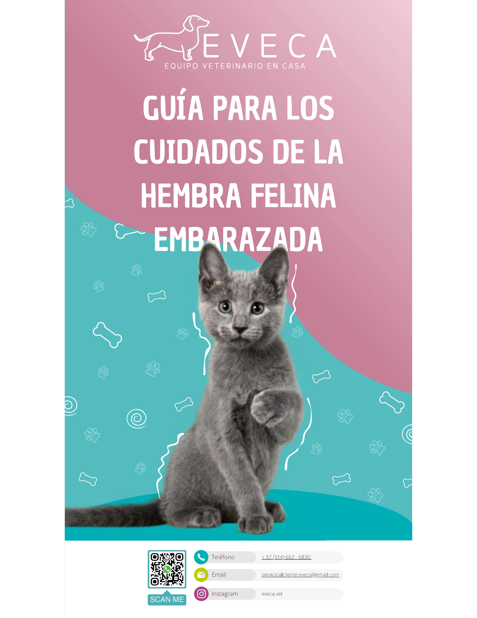 Guía Hembra Felina Embarazada